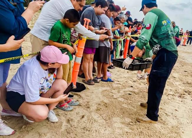 Liberación de tortuga lora acerca la conservación a familias en La Pesca
