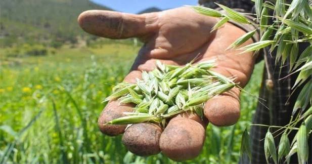 Semilla certificada apoya a productores y refuerza el campo tamaulipeco