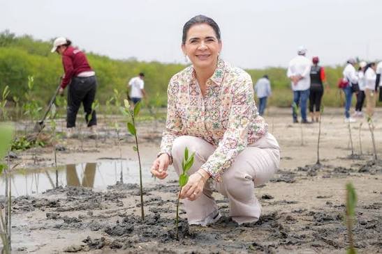 Tamaulipas avanza en restauración ambiental con árboles y manglares para sus regiones