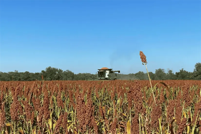 El campo tamaulipeco suma estrategias para fortalecer granos, ganadería y soberanía alimentaria