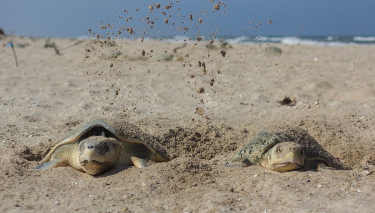 Tamaulipas refuerza el resguardo de la tortuga lora al iniciar la anidación