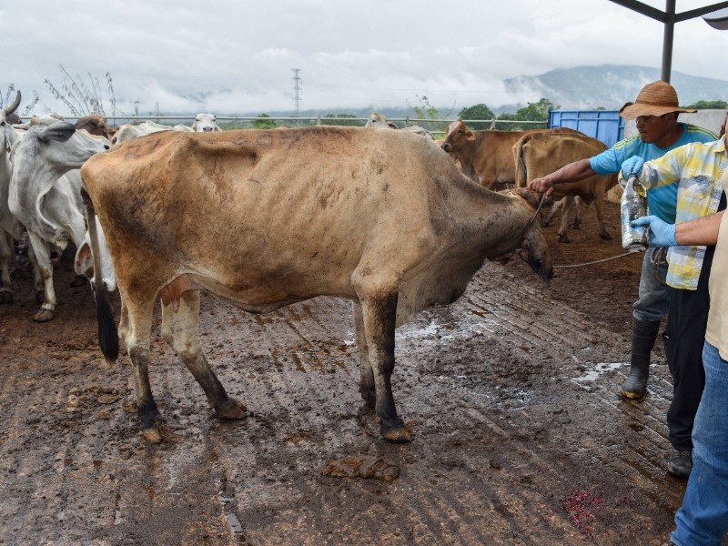 Centro sanitario refuerza la protección ganadera ante el gusano barrenador