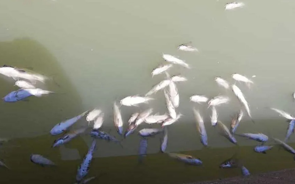 Autoridades descartan riesgo al consumo y pesca tras mortandad de peces